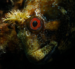 NikonD80 60mm macro lens by Andy Kutsch 